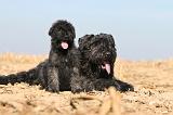 BOUVIER DES FLANDRES 166